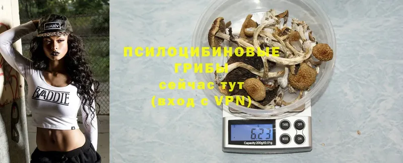 Псилоцибиновые грибы MAGIC MUSHROOMS  Ельня 